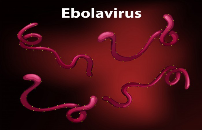 a major achievement of Science-ebola virus-